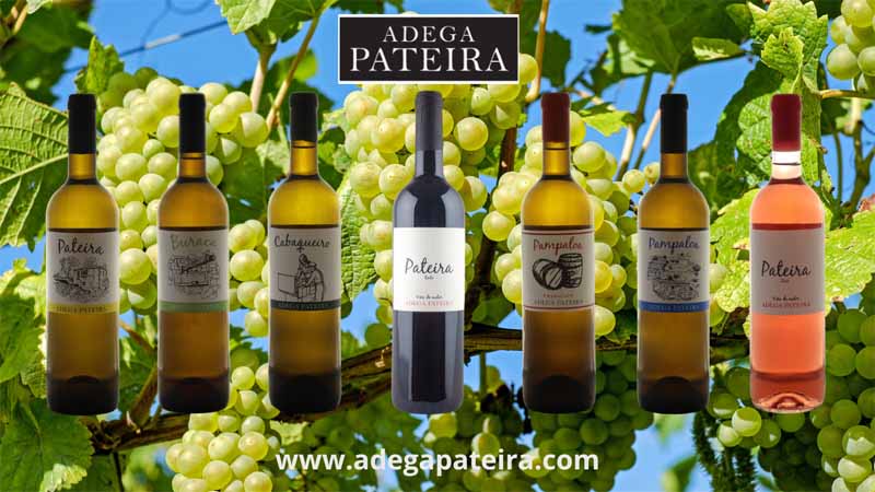 Descubre Adega Pateira Wines in "Un Camiño Ben Temperado 24"